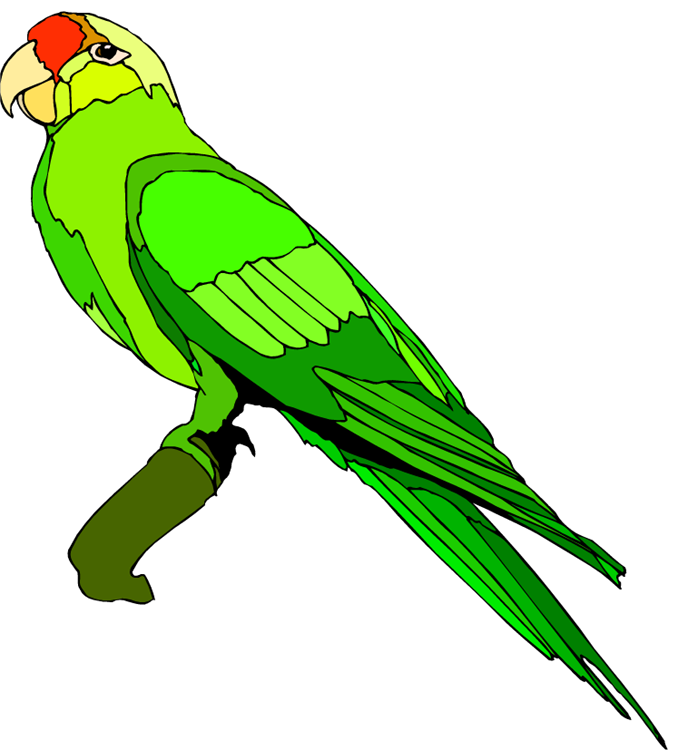 free clip art cartoon parrot - photo #30