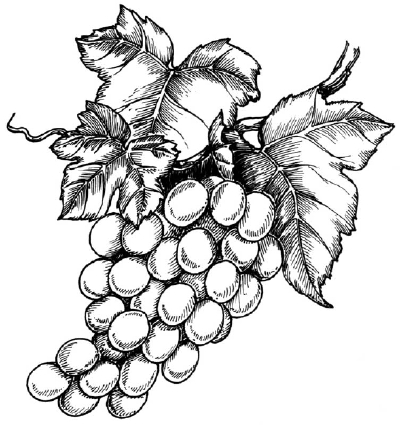 How to Draw Grapes - HowStuffWorks
