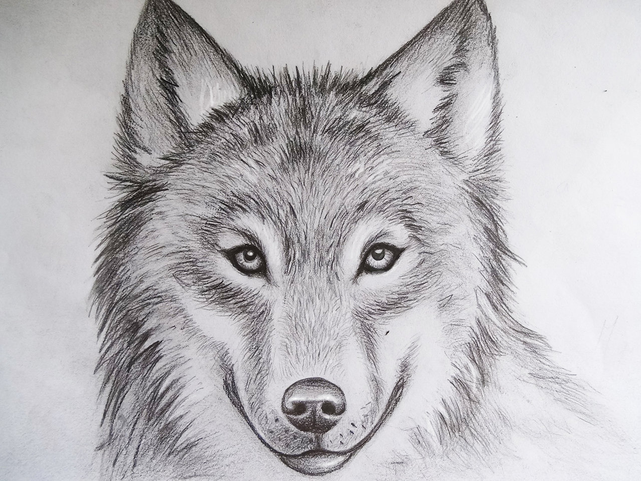 Wolf Drawing by iMikeOakheart on DeviantArt