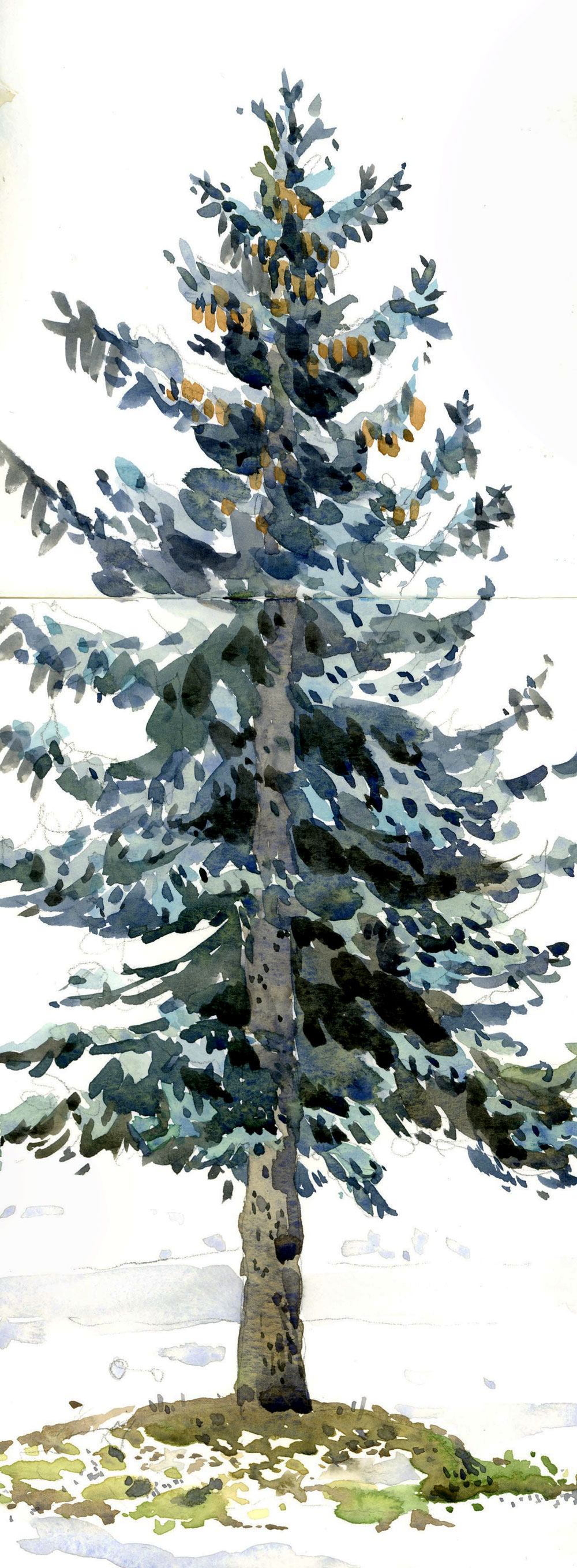 Blue spruce | The Sketchbook