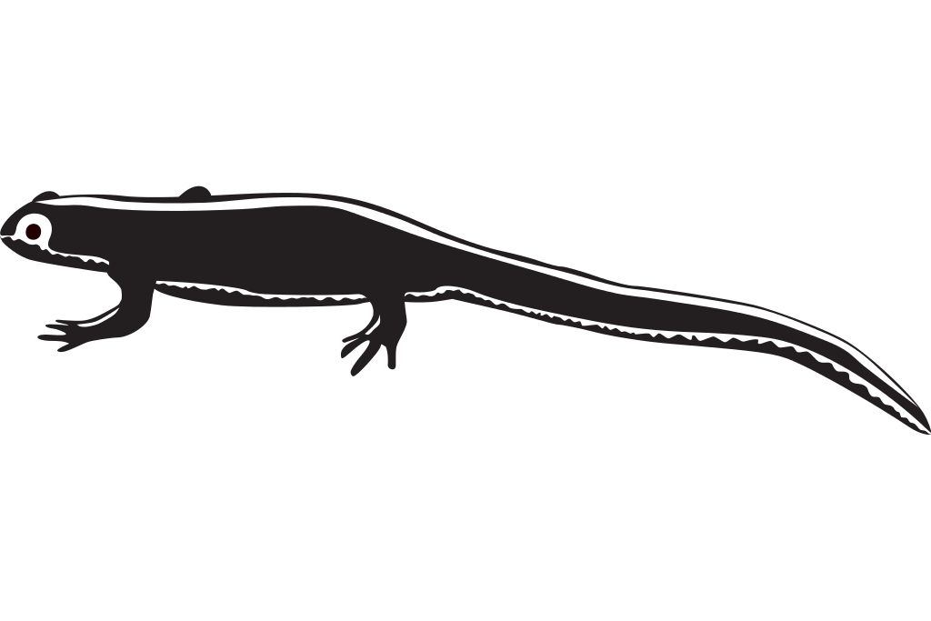 File:Newt clipart.svg - Wikimedia Commons