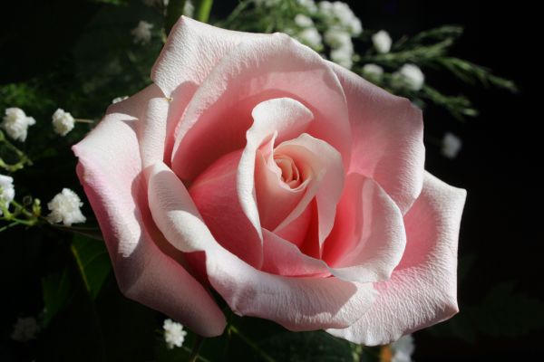 single pink rose with natural light | Flickr - Photo Sharing ...