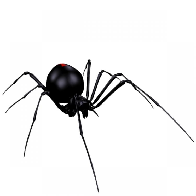 Black Widow Spider | WhiteClouds