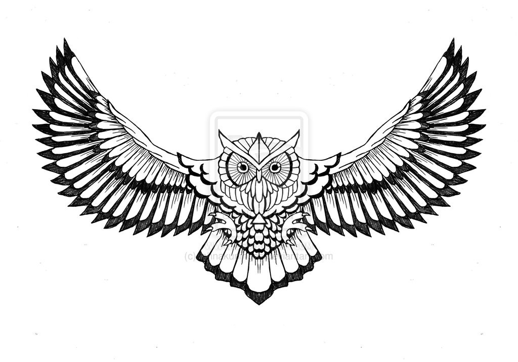 Flying Owl Drawing