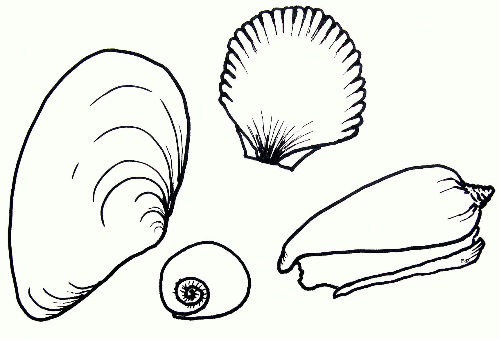 Sea Shell Coloring Page Shell Pages Tattoo Page 3