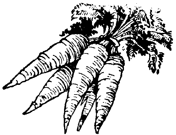 free black and white clipart carrot - photo #13