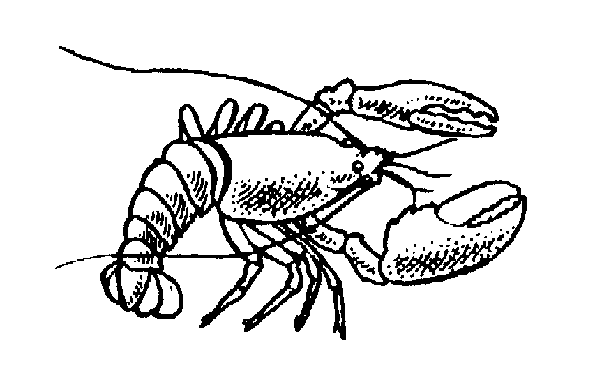 Lobster Clipart Images | Clipart Panda - Free Clipart Images