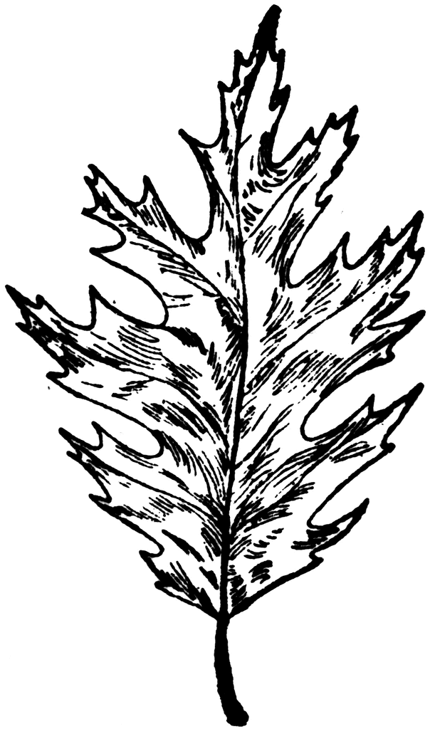 clip art oak leaf outline - photo #18