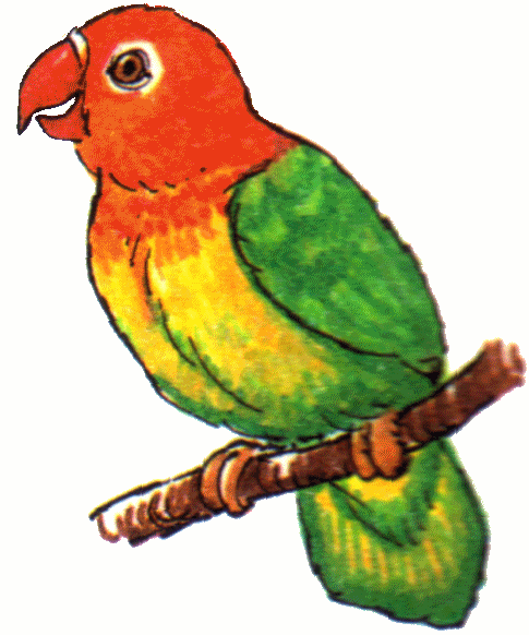 clipart of parrot - photo #49