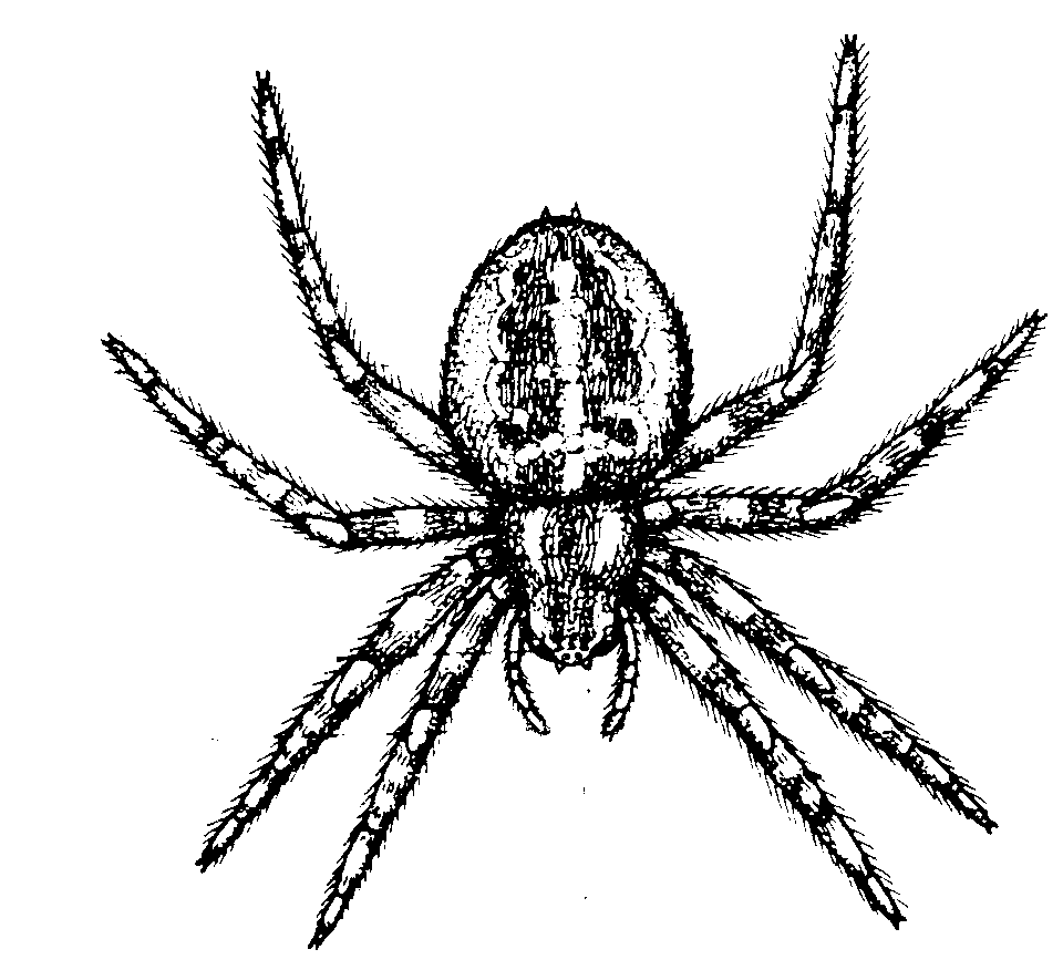 Free Printable Coloring Pages Spiders