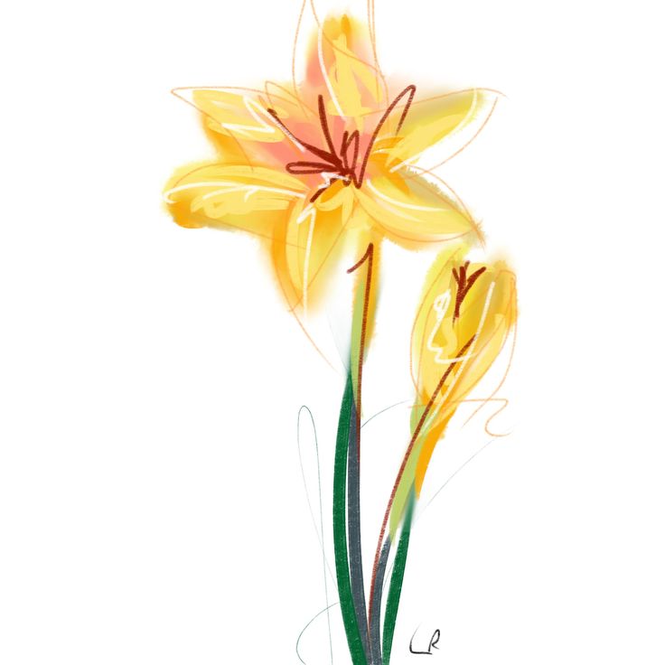 Daffodil Illustration by Liz Riden | Fashion Week Sketchbook. | Pinte…