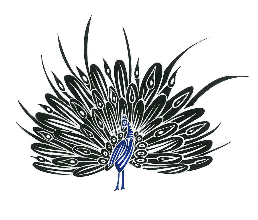 Peacock Drawings