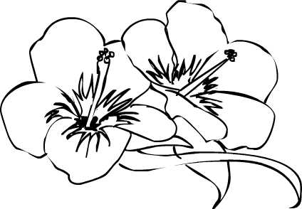 Drawings Of Hibiscus Flowers - ClipArt Best