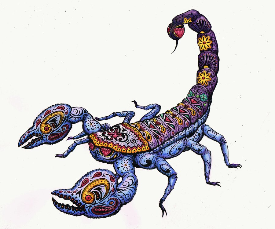Scorpion Drawings