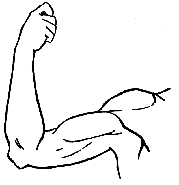 Clipart Arms - ClipArt Best