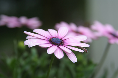 Simple Flowers (Osteospermum) | Flickr - Photo Sharing!