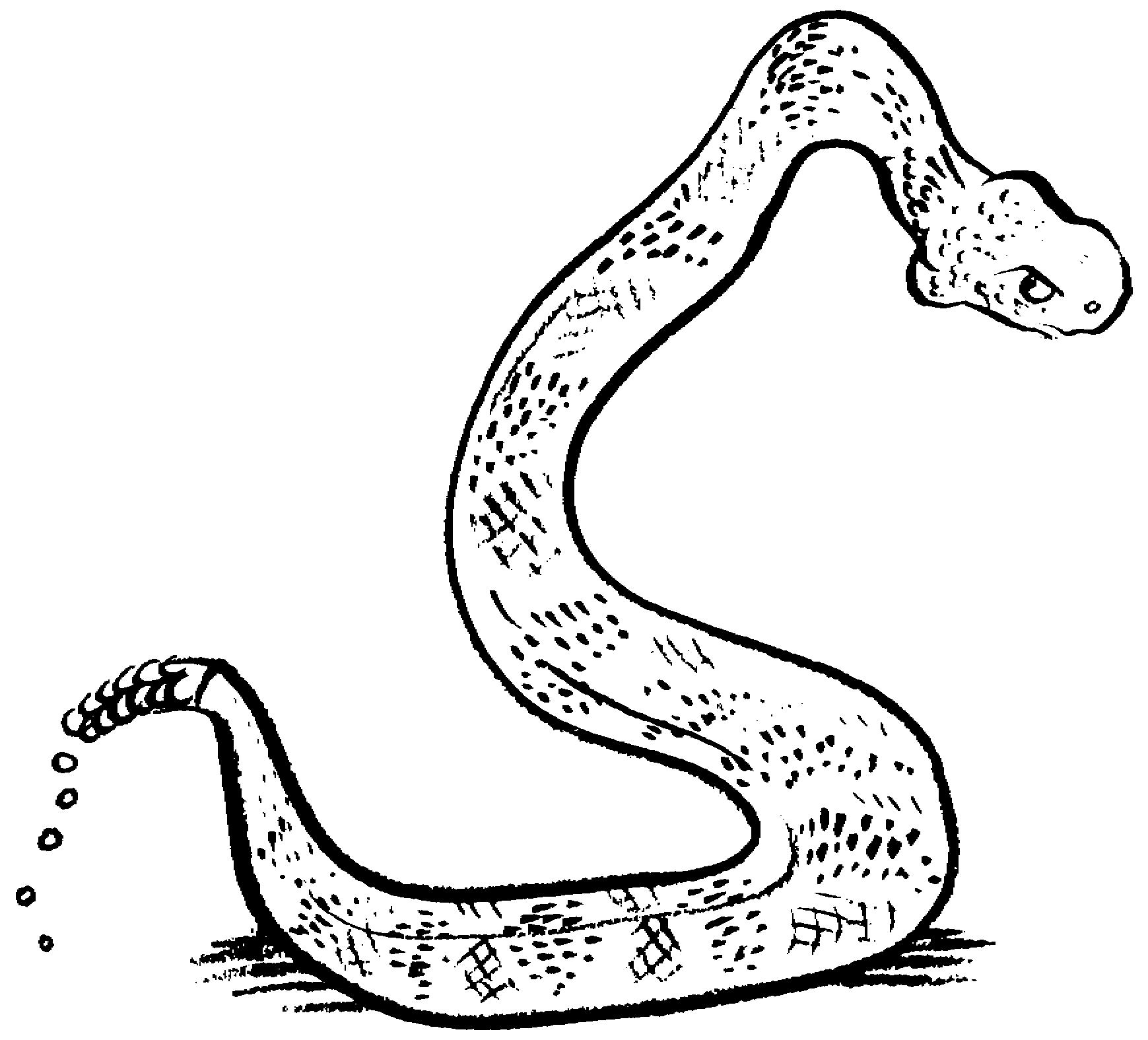 Snake Clipart 24639 Hd Wallpapers in Animals - Imagesci.com