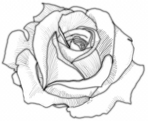 Rose Drawing 4 | Viralnova