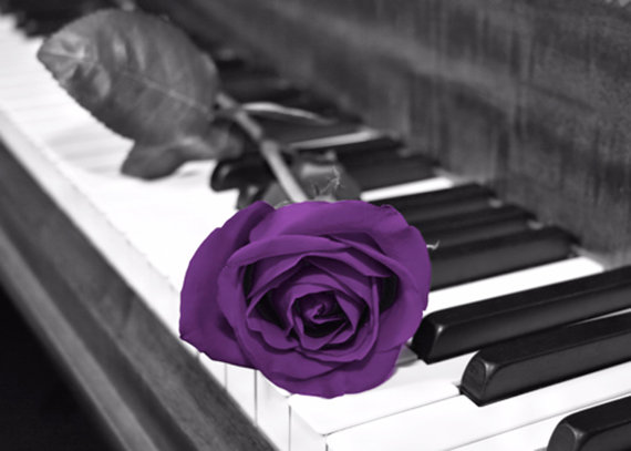 Black White Purple Rose Flower On Piano Keys by LittlePiePhotoArt