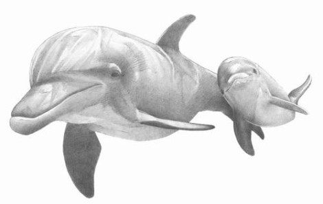 Dolphin Drawings Pencil - Gallery