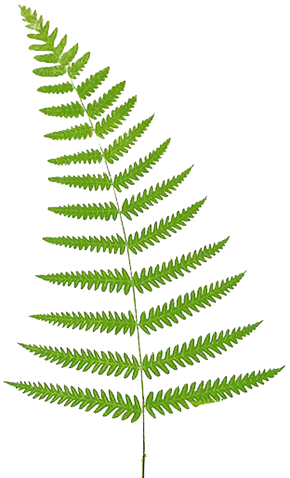 Leaping Frog Designs: Fern Free PNG Image