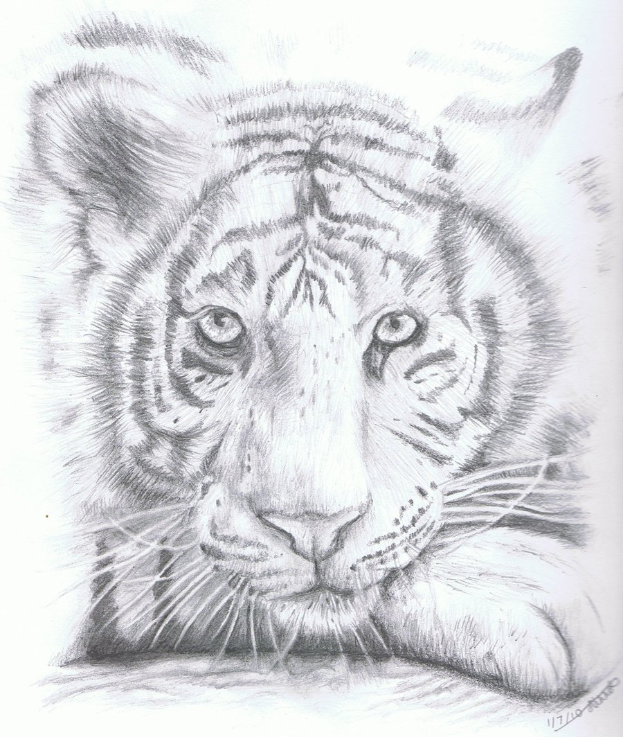 White Tiger by WhisperingEquus on DeviantArt