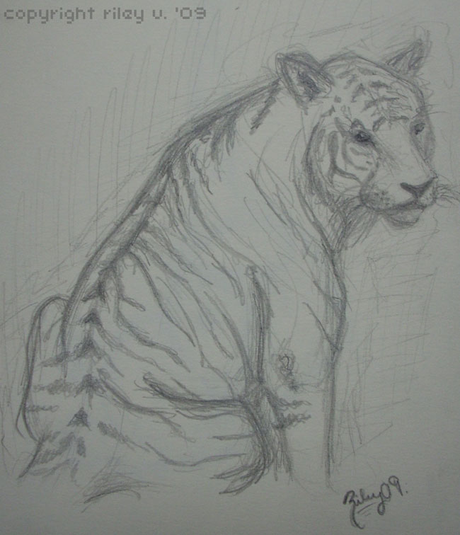 White Tiger Sketch by yelirx on DeviantArt