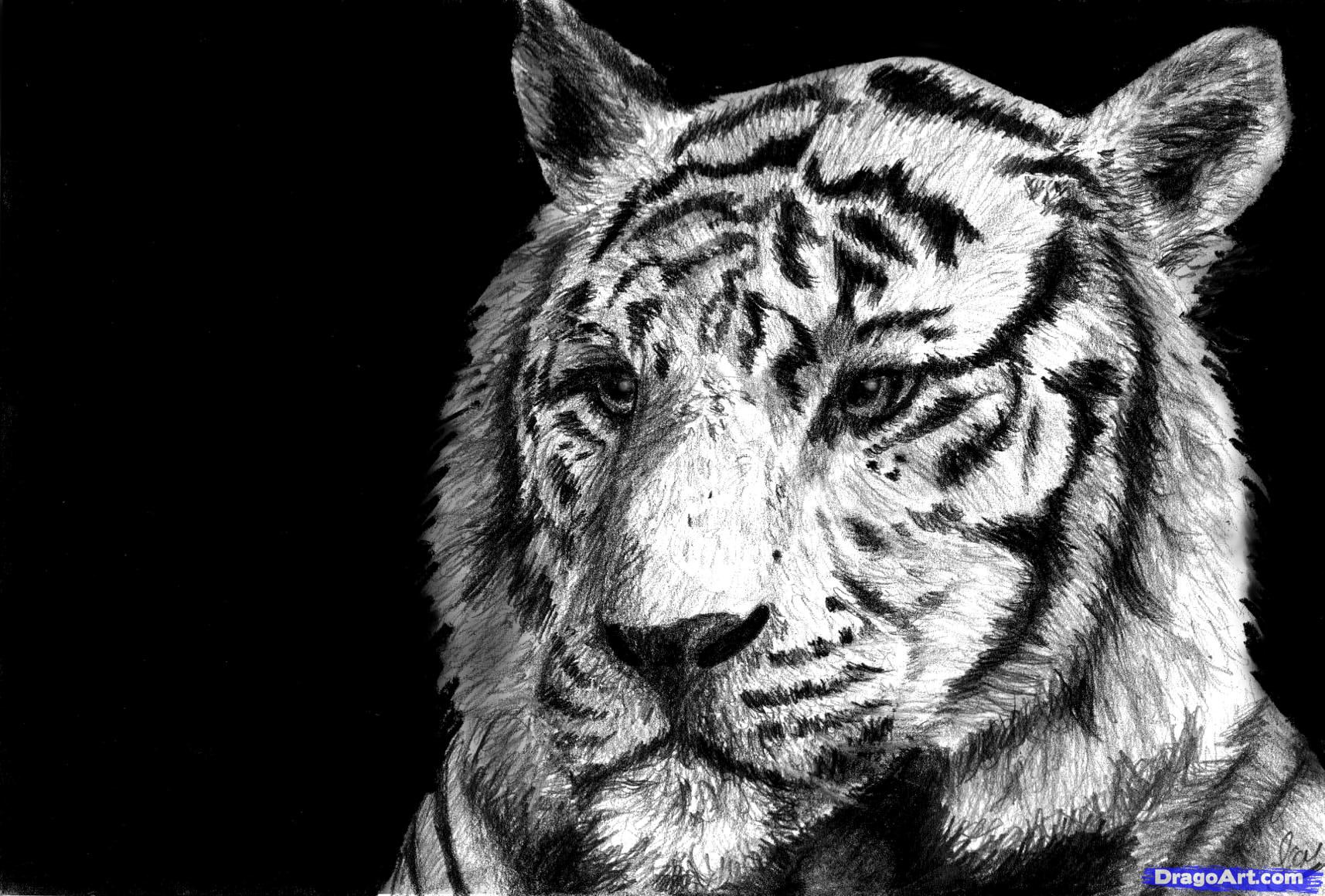 How to Draw a White Tiger, Draw a Tiger in Pencil, Step by Step ...