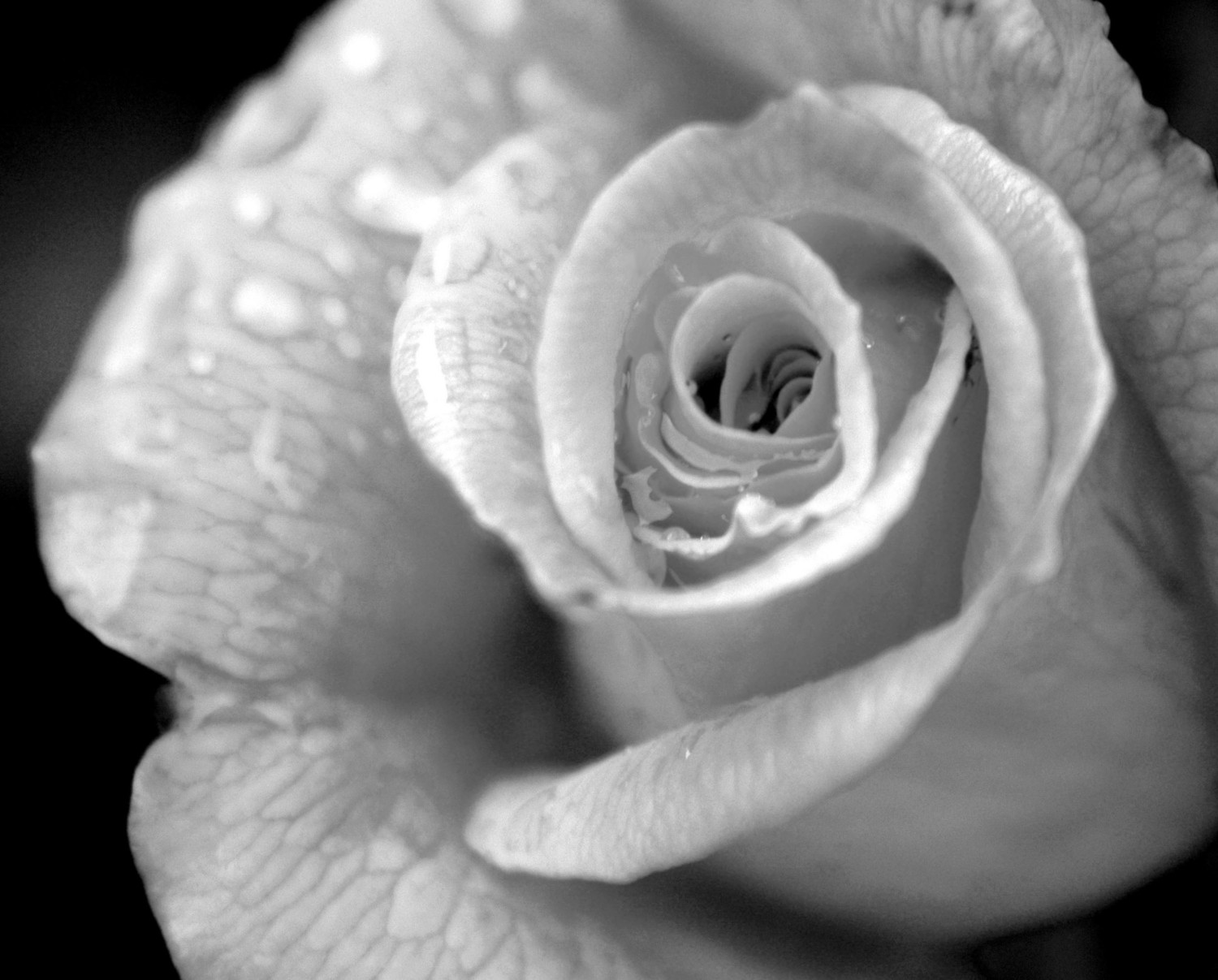 Black and White Rain Drop Rose art by paulastonebuckner on Etsy