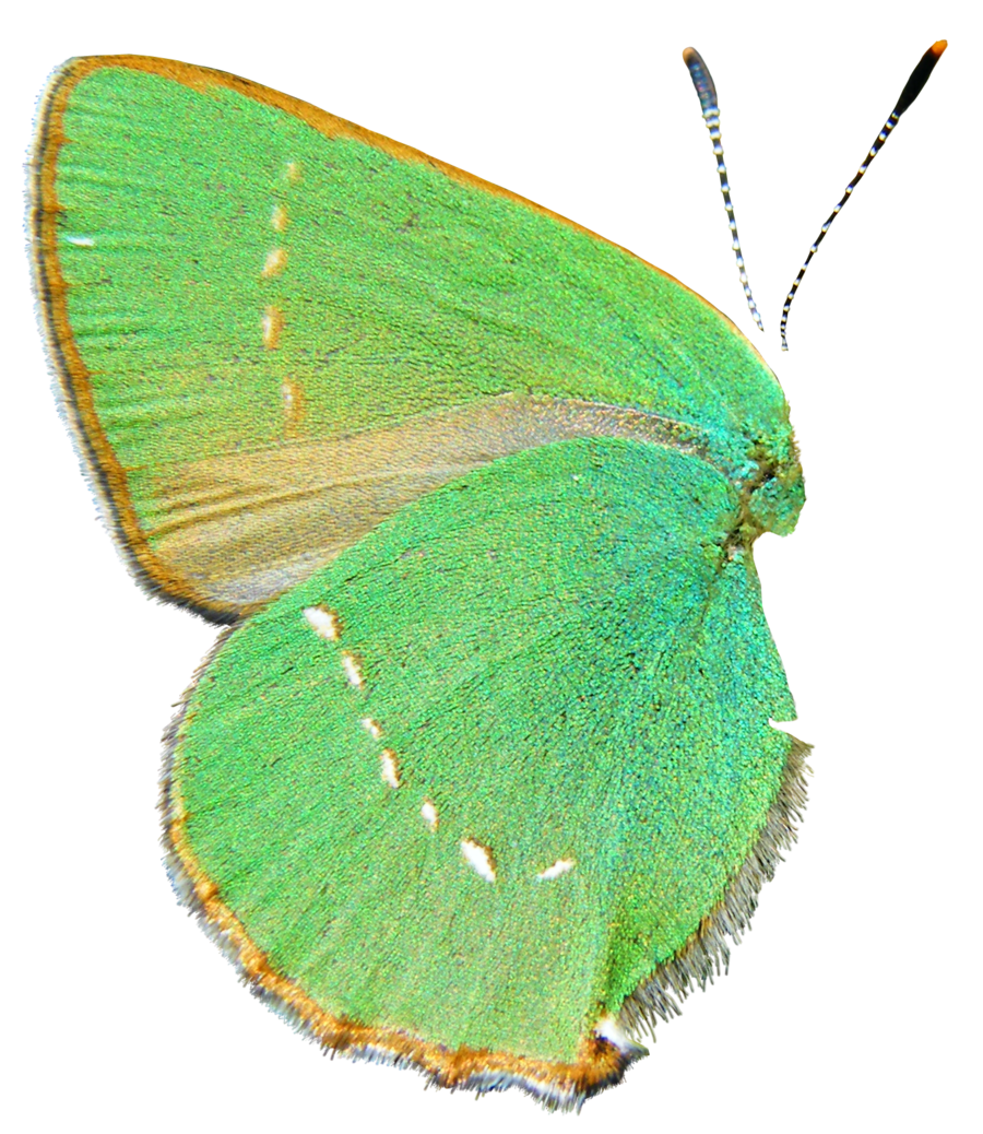 buterfly green wing by Didier-Bernard on DeviantArt