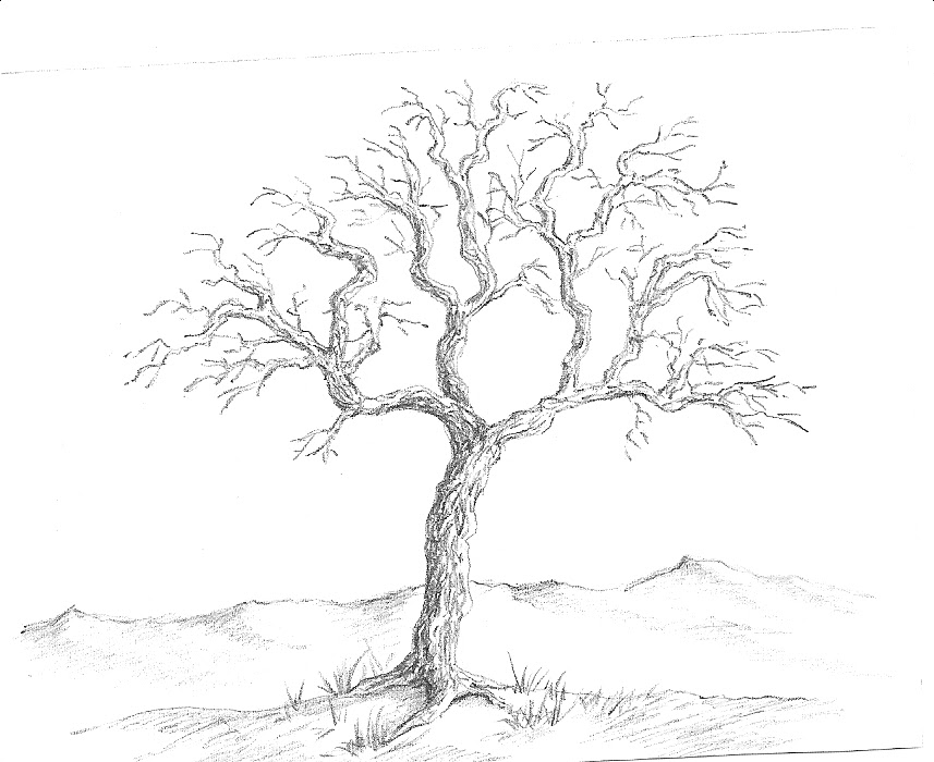 Outline Of Tree - AZ Coloring Pages