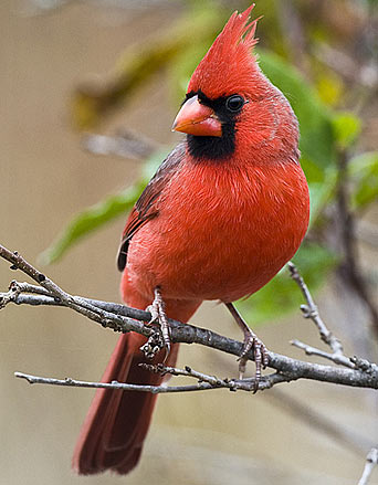 Northern Cardinal - Bright Red Fierce Defender | Animal Pictures ...