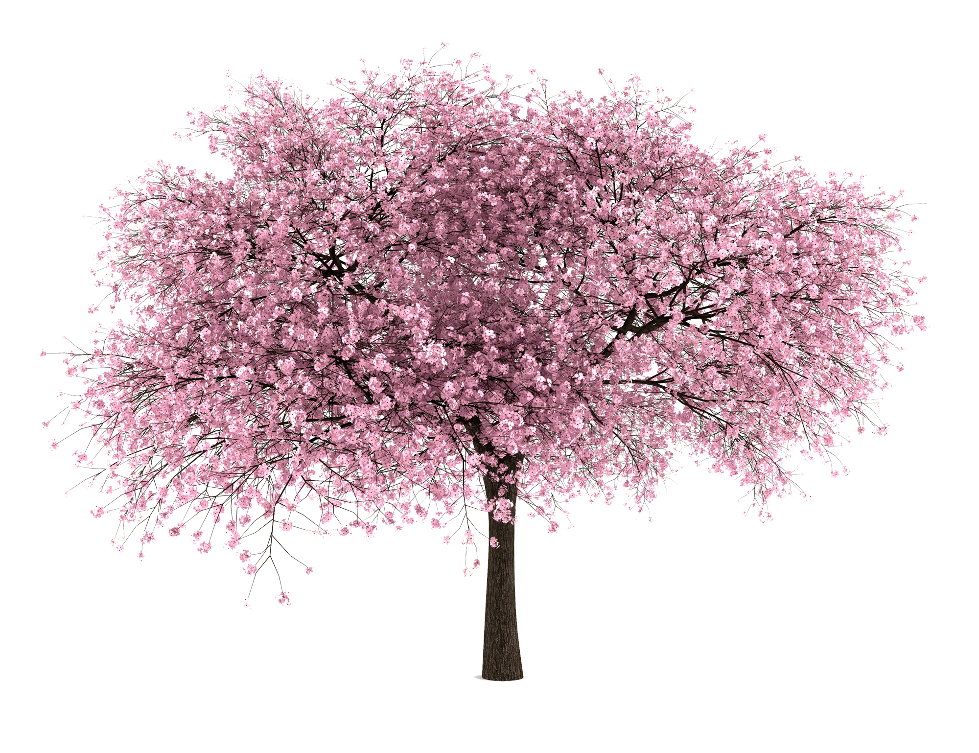 20 Free Tree PNG Images – Cherry Blossom – Dzzyn