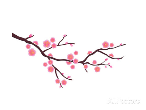 Cherry Blossom In Spring Time Posters by photosoup at AllPosters.com