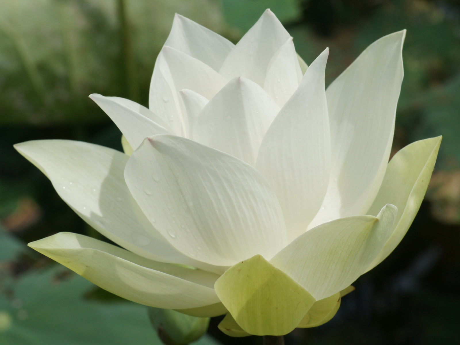 Lotus Flowers Pictures - Widescreen HD Wallpapers