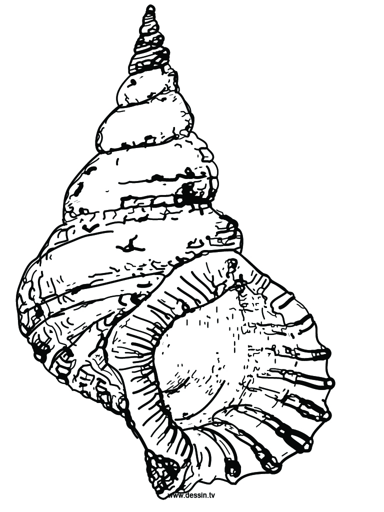 How To Draw A Conch Shell - Cliparts.co