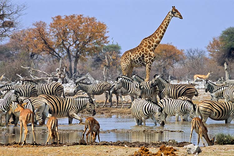 African safari alternatives that don't cost a fortune - Lonely Planet