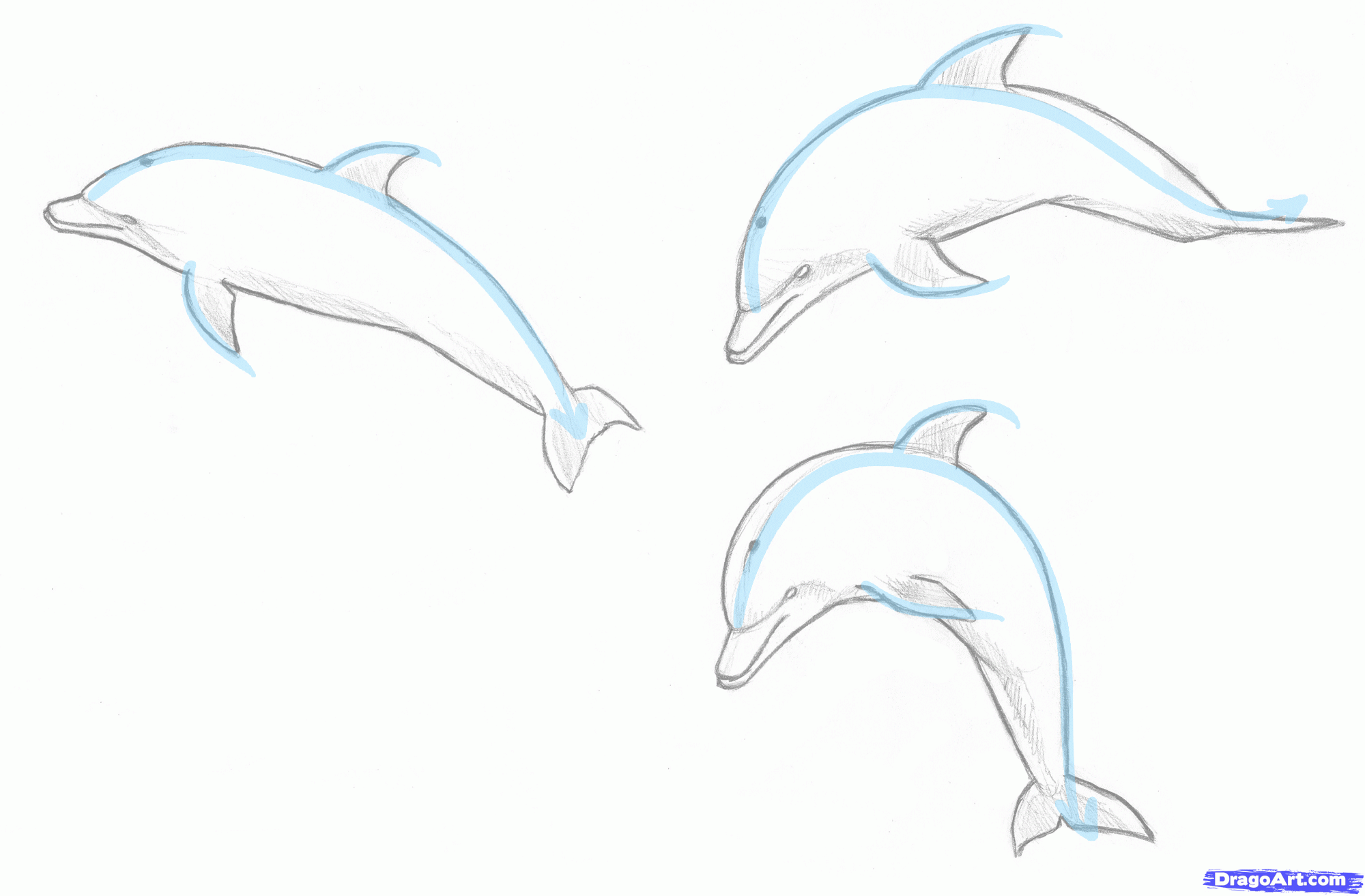 How to Draw a Jumping Dolphin, Step by Step, Sea animals, Animals ...