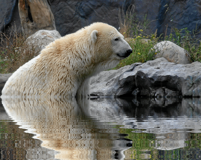 Animations - Polar Bear In Moving Water | GIFS AND ANIMATED