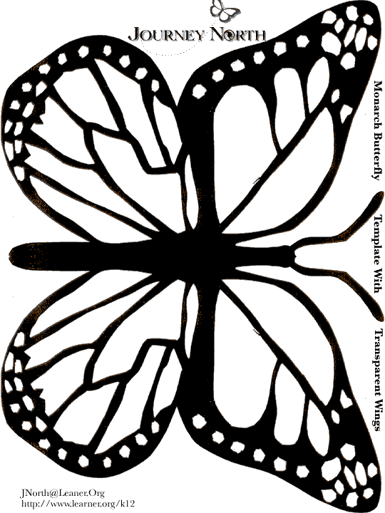 Monarch Butterfly Wings Drawing - Gallery