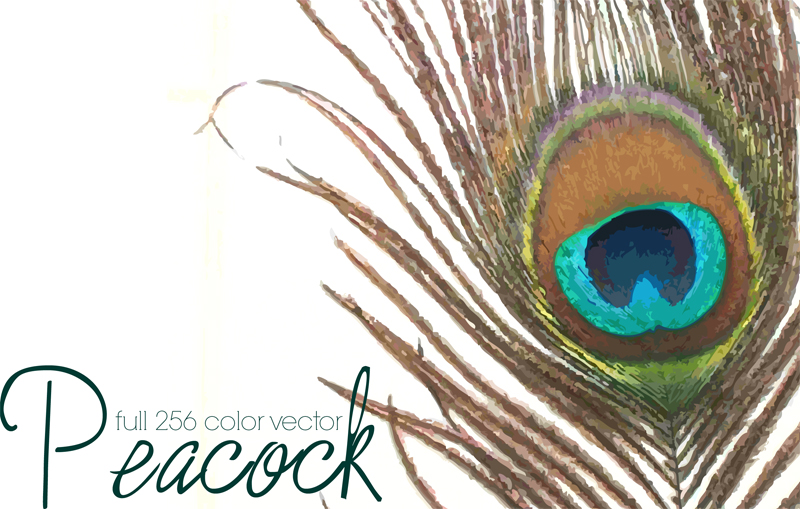 Peacock Feather - Vector by youstolemysoul2 on DeviantArt