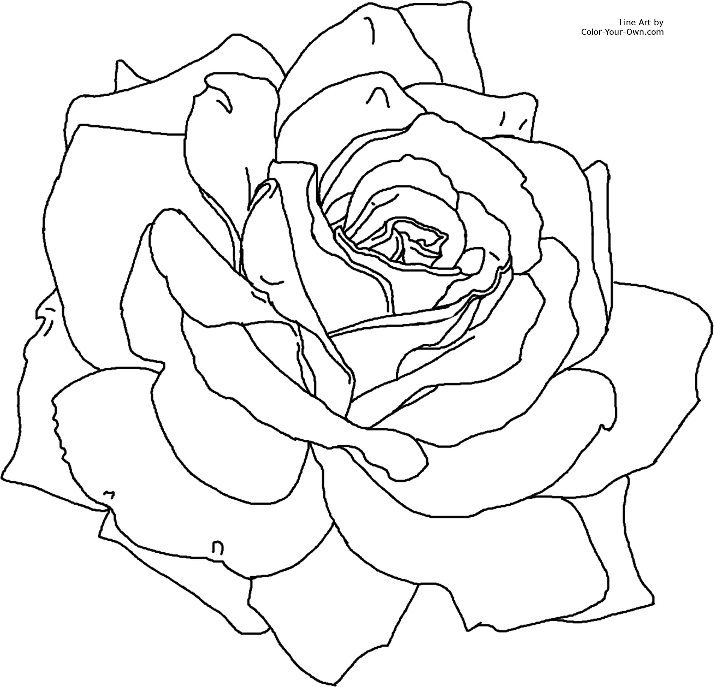 rose drawing on Pinterest | How To Draw, Rose and Rose Tattoos