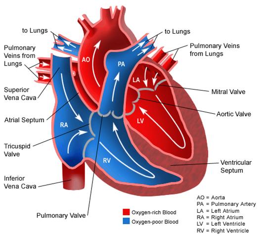 heart-diagram-3.jpg