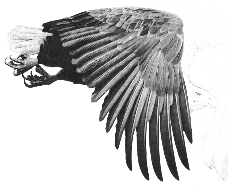 Eagle Wings Drawing | DrawingSomeone.com