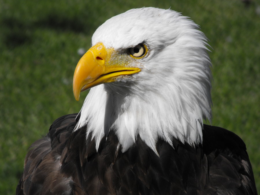 Photographs What Is The Bald Eagle - 1aled.borzii