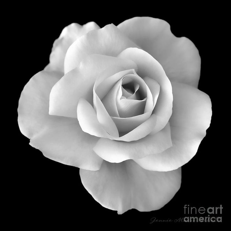 White Rose Flower in Black and White Print by Jennie Marie Schell