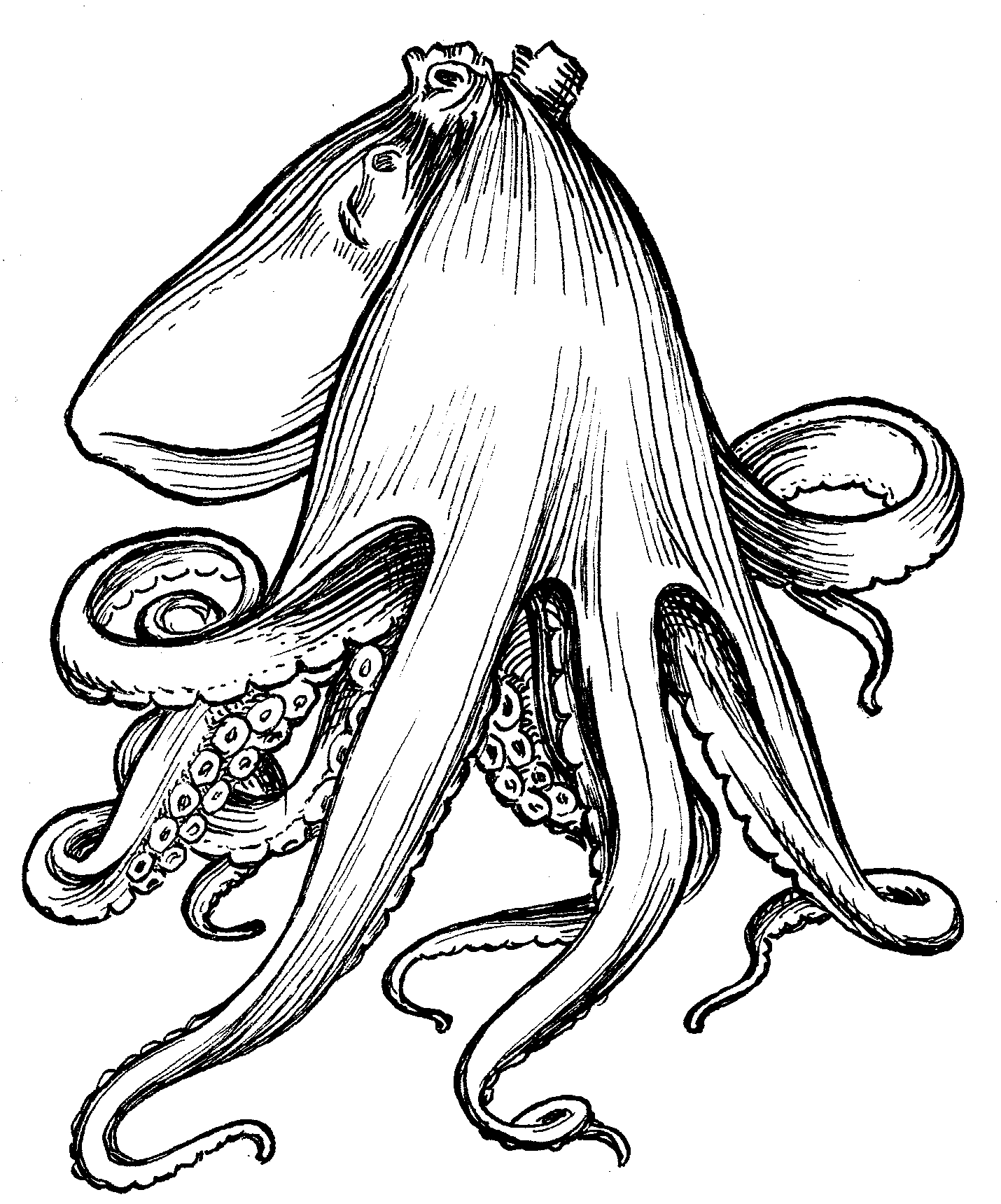 File:Octopus 2 (PSF).png - The Work of God's Children