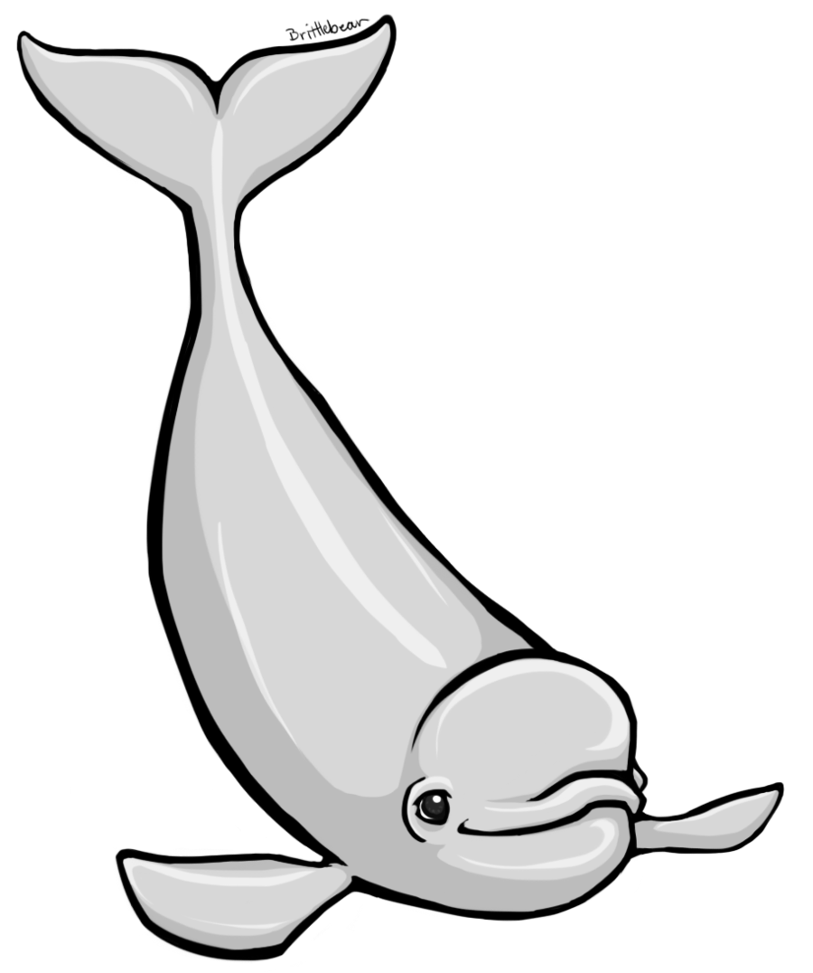 Beluga Whale Cartoon Cliparts.co