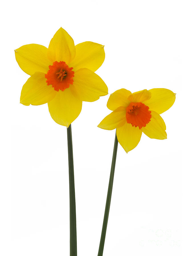 Two Long Stemmed Daffodils by Rosemary Calvert - Two Long Stemmed ...