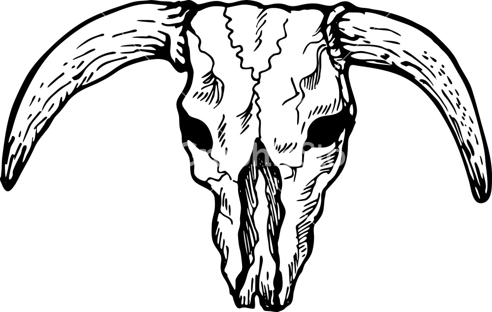Texas Longhorn Bull Skull Stock Image